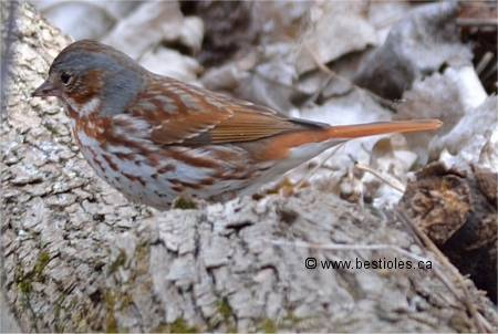 Photo d'un bruant fauve