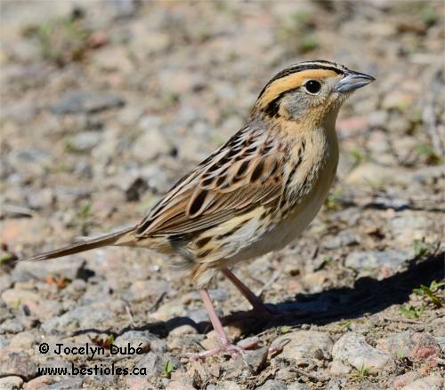 Photographie de bruant de Le Conte