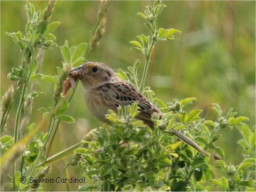 Photo d'un bruant sauterelle