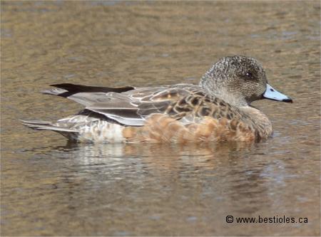 Photographie d'un canard d'Amérique femelle