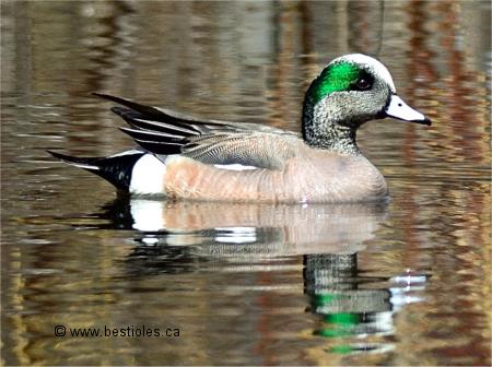 Photo d'un canard d'Amérique mâle