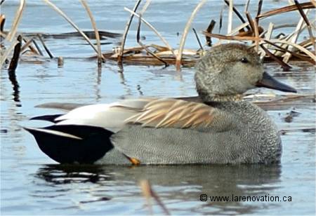 Photo d'un canard chipeau mâle