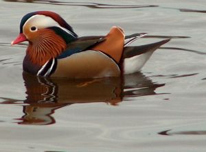 Photo d'un canard mandarin