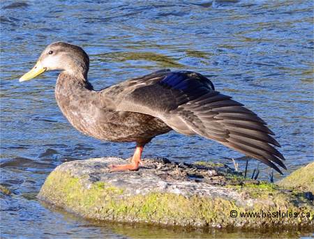 Photo d'un canard noir qui étire son aile