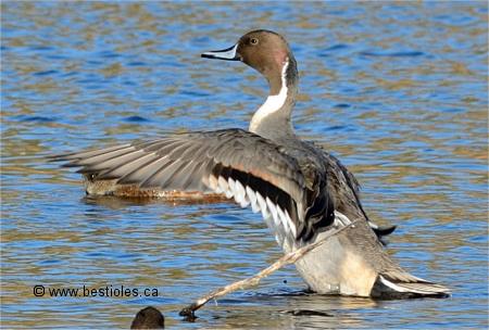 Canard pilet qui bat des ailes