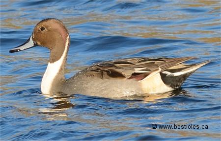 Photo d'un canard pilet mâle