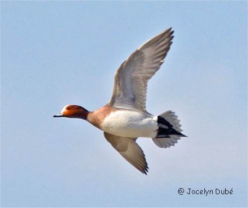 Photographie d'un canard siffleur en vol