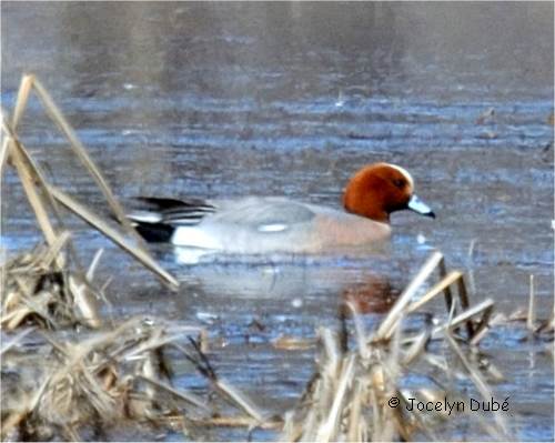 Photo d'un canard siffleur m�le