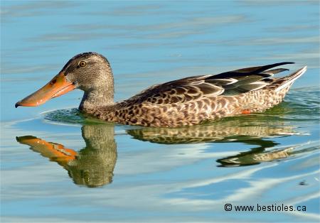 Le Canard Souchet Anas Clypeata