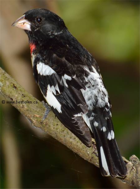 Photo de dos d'un cardinal à poitrine rose
