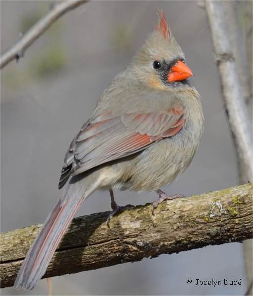 Photo d'un oiseau de la famille des Cardinalid�s (Cardinal rouge femelle)