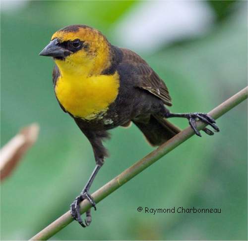 Photo d'un carouge � t�te jaune m�le