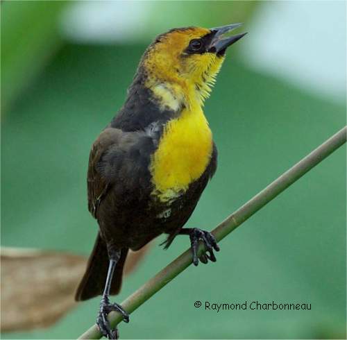 Carouge � t�te jaune