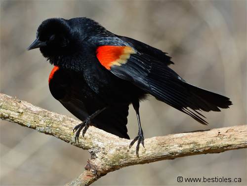 Photo d'un carouge � �paulettes m�le