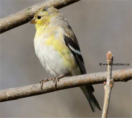 Photo d'un chardonneret femelle