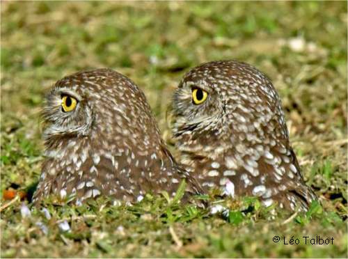 Photo de chev�ches des terriers