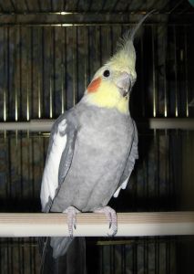Photo d'un cockatiel