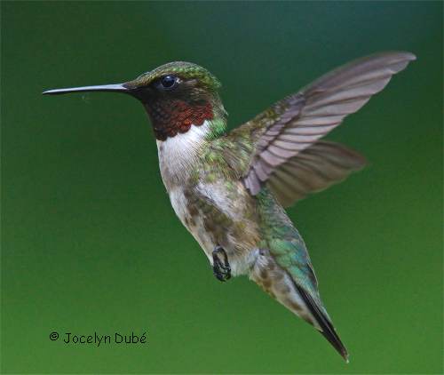 Photo d'un colibri � gorge rubis m�le