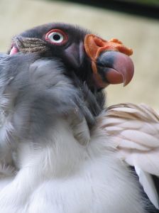 Photo de condor