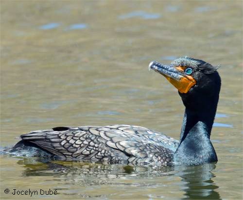 Photo de cormoran à aigrettes