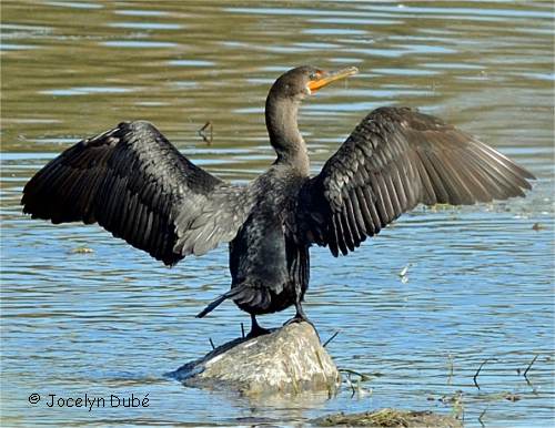 Cormoran à aigrettes qui sèche ses ailes