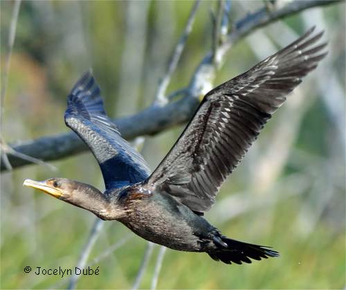 Photo d'un cormoran à aigrettes en vol