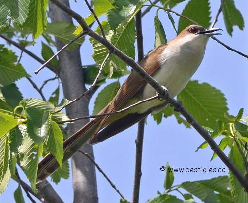 Photo d'un coulicou � bec noir vu de c�t�