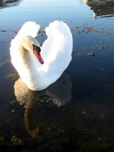 Photo d'un cygne