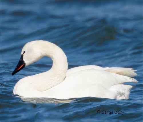 Photo de cygne siffleur