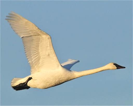 Cygne trompette en vol