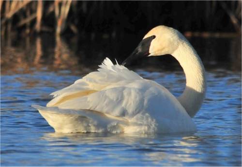 Photo de cygne trompette