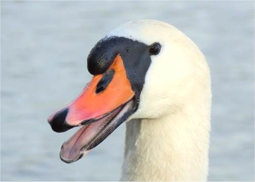 T�te d'un cygne tubercul�