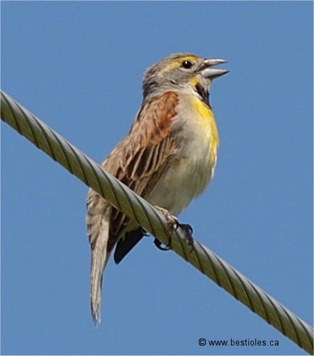 Photo de dickcissel perch� sur un fil