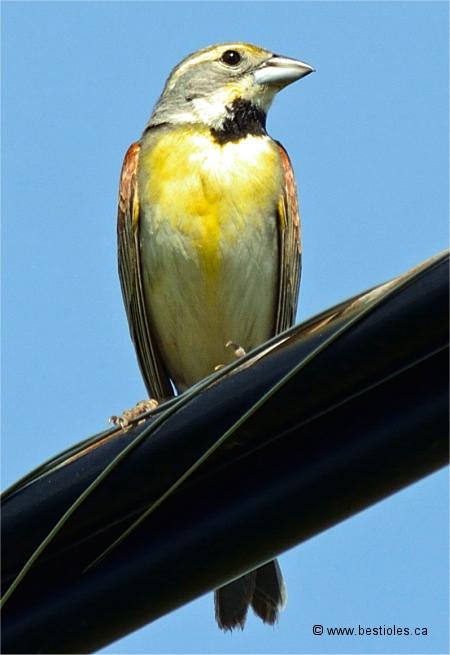 Photo de dickcissel d'Am�rique vue de face