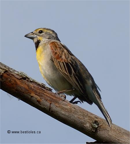 Photo de Dickcissel d'Am�rique m�le