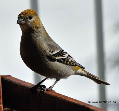 Photo de durbec des sapins femelle
