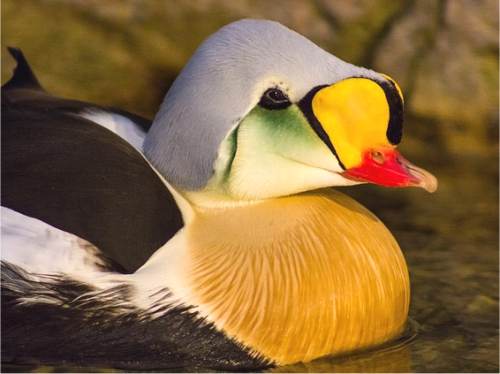 Photo d'un eider � t�te grise m�le