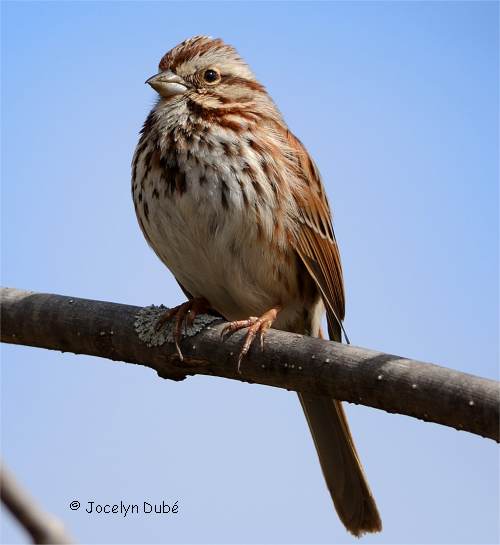 Photo d'un oiseau de la famille des Emb�rizid�s (Bruant chanteur)