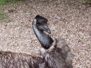 Photo d'�meu (t�te)