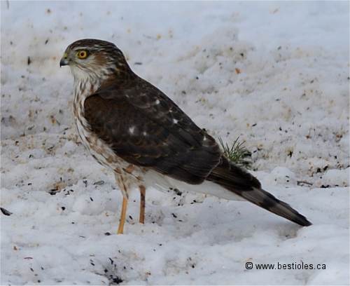 Photo d'�pervier brun dans la neige