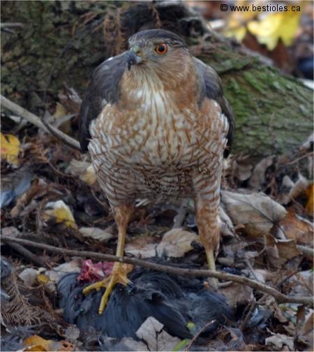 Photographie d'un �pervier de cooper sur sa proie
