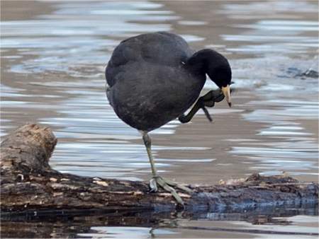 Foulque d'Amérique sur ses pattes
