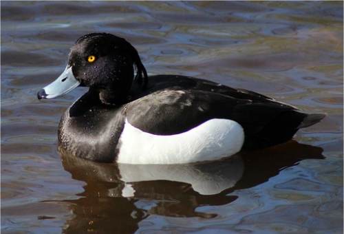Fuligule morillon m�le