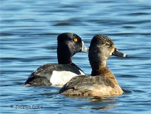 Couple de fuligules � collier