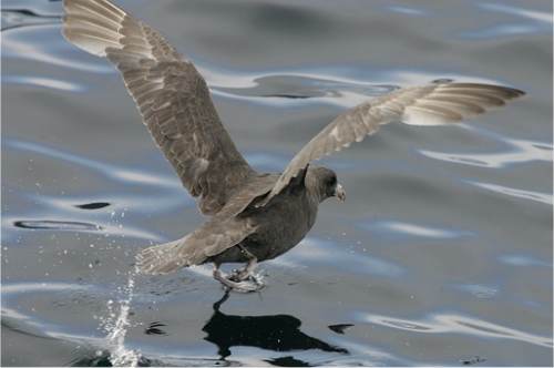 Photo d'un fulmar bor�al de forme sombre