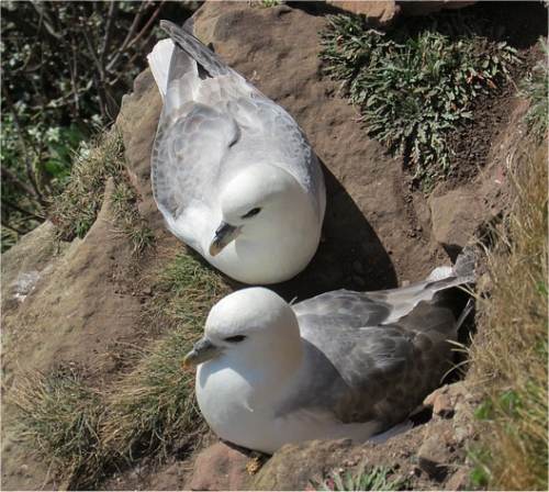 Photo de fulmar bor�al