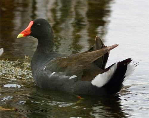 Photo de gallinule poule d'eau