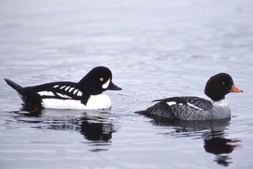 Couple de garrots d'Islande