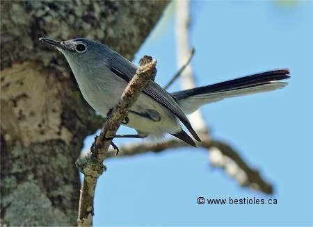 Photographie de gobemoucheron sur une branche