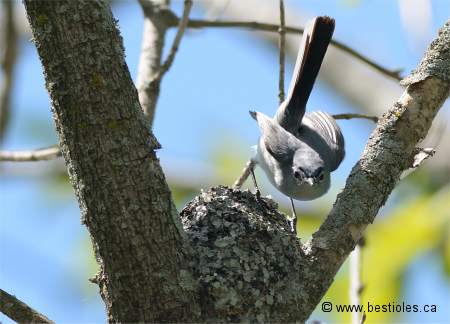 Photo d'un gobemoucheron gris-bleu sur son nid